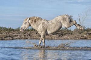 camargue cavallo stallone calciando nel il acqua, bouches du Rodano, Francia foto