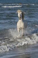 camargue cavallo in esecuzione nel il acqua, bouches du Rodano, Francia foto