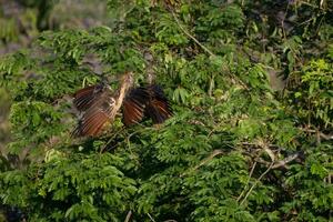 tre hoazin, opistocomo hoazin, nel il foresta, amazon bacino, brasile foto