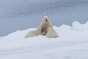 madre polare orso, ursus marittimo, assistenza infermieristica Due cuccioli su il bordo di un' fusione ghiaccio lastrone, spitsbergen isola, svalbard arcipelago, Norvegia, Europa foto