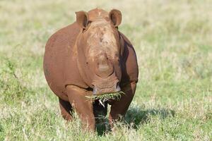 bianca rinoceronte, bianca rinoceronte o piazza labbra rinoceronte, ceratotherium davvero, coperto con rosso suolo, kwazulu natale Provincia, Sud Africa foto