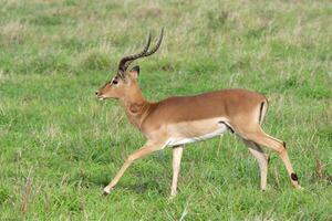 impala, aepyceros melampo melampo, in esecuzione nel il savana, kwazulu natale Provincia, Sud Africa foto