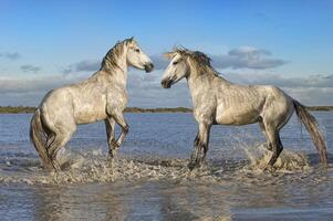 camargue cavalli stalloni combattente nel il acqua, bouches du Rodano, Francia foto