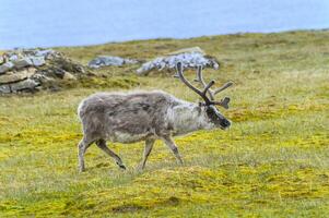 svalbard renna, rangifero tarandus platyrhynchus, nel il tundra, spitsbergen isola, svalbard arcipelago, Norvegia foto