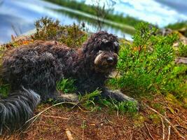 ritratto di un' Goldendoodle cane. il cane è dire bugie di il lago. con Riccio nero pelliccia foto