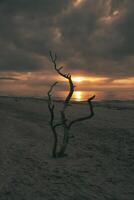 tramonto su il spiaggia di il baltico mare. amore albero, arbusto nel il sabbia su il ovest spiaggia foto