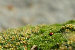 solitario coccinella attraversa vivace verde muschio paesaggio pepato con minuscolo alpino fiori, un' sereno avvicinamento di montagna natura, evidenziazione il delicato equilibrio entro un' alta altitudine microhabitat. foto