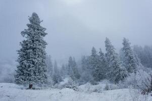 smerigliato abete rosso alberi, innevato terra, nebbia, inverno, freddo, bianca, silenzioso, natura, montagna, intatto paesaggio foto