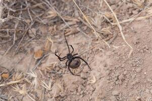 nel il rigido deserto, un' nero vedova ragno, latrodectus tredecimguttatus, conosciuto localmente come karakurt, regali rigido rosso marcature su suo nero corpo, segnalazione Pericolo per passanti. foto