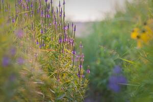 grande grappolo di canuto verbena nel un' Locale città parco foto