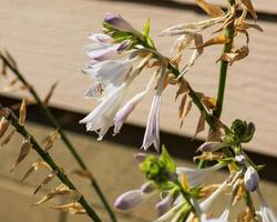 parecchi bianca e lavanda hosta fioriture nel il hosta giardino foto