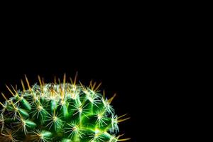 vivido verde di mammillaria cactus su nero sfondo foto