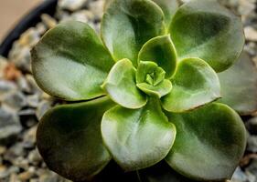 pianta succulenta primo piano foglie fresche dettaglio di echeveria melaco foto