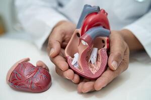 cardiovascolare malattia CV, asiatico medico Tenere umano anatomia modello per imparare e trattare cuore patologia. foto