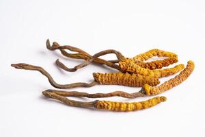 cordyceps o ofiocordyceps sinensis fungo erba è fungo per Usato come medicina su bianca sfondo. foto