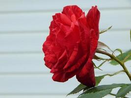 il stelo di un' rosa pianta curve sotto il peso di un' lussureggiante rosso fiore foto