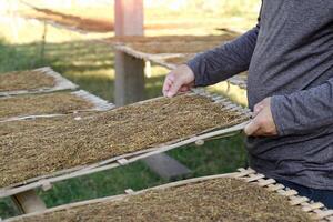 il giardiniere usi il suo mano per sollevamento un' bastone e toccare il essiccazione cremagliera per taglio tabacco le foglie. per dai un'occhiata il secchezza di tabacco le foglie prima utilizzando loro per rendere tabacco o rotolo sigarette. foto