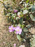 viola fiori in crescita su il terra vicino un' sporco strada foto