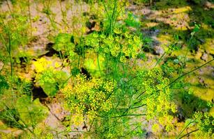 un' pianta con giallo fiori nel il sporco foto