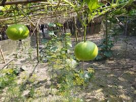 un' verde frutta sospeso a partire dal un' albero nel un' giardino foto