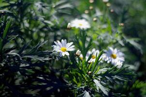 bianca sfocato margherite nel il giardino foto