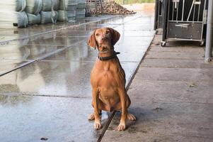 vizsla cane su piovoso azienda agricola foto