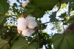 gossypium arboreo, cotone pianta, con spazio per testo foto