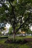 bellissimo enorme albero nel verde parco durante tramonto foto