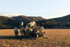 paesaggio con opuntia ficus indica cactacee, con spazio per testo foto