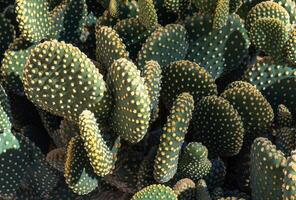 sfondo o struttura con opuntia rufida angelo cactus e spazio per testo foto