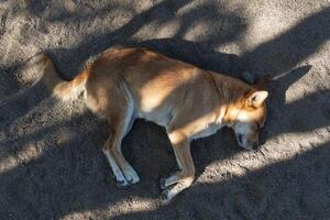 giallo cane addormentato nel il sabbia, con spazio per testo foto