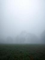 paesaggio di alberi con un' lotto di nebbia durante il mattina, con spazio per testo foto