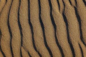 bellissimo sfondo di sabbia dune formato di il vento su il spiaggia, con spazio per testo foto