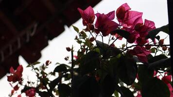 rosso fiori fioritura nel davanti di il cortile foto