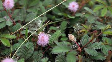 il timido Principessa fiore mimosa pudica cresce meravigliosamente foto