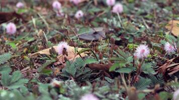 il timido Principessa fiore mimosa pudica cresce meravigliosamente foto