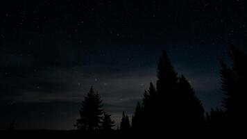 stelle nel notte cielo al di sopra di albero sagome. il costellazione ursa maggiore è chiaramente visibile. foto