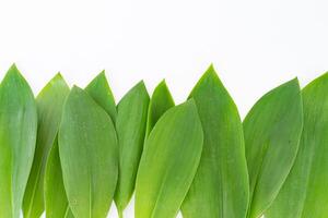 foglie floreali. mughetto fiore su sfondo bianco foto