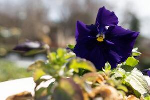 un' viola viole del pensiero nel un' pentola con il sole splendente su il sinistra lato. foto