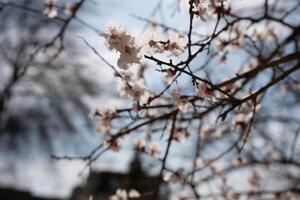 un' albero con bianca fiori nel il primavera foto