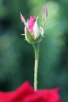 rosa germoglio. un' bellissimo fioritura rosso rosa fiore germoglio su il albero foto