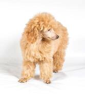 Ritratto di cucciolo di barboncino albicocca su sfondo bianco foto