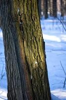 bellissimo paesaggio forestale invernale foto