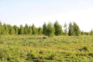 soleggiato radura nel un' foresta foto