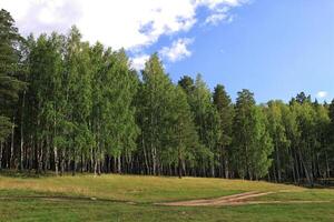 bellissimo foresta paesaggio foto