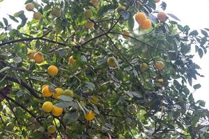 arancia fresca sulla pianta, arancio foto