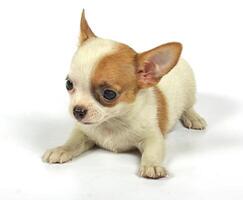 piccolo cucciolo di chihuahua foto