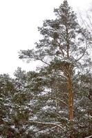 bellissimo inverno nevoso paesaggio foto