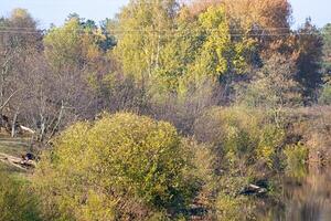 bellissimo paesaggio. campo e bordo di foresta foto