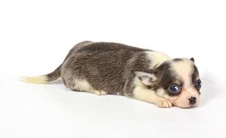piccolo cucciolo di chihuahua foto